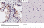 GDF15 Antibody in Immunohistochemistry (Paraffin) (IHC (P))