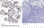 GDF15 Recombinant Rabbit Monoclonal Antibody (HL4288)