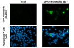 GPR30 Recombinant Rabbit Monoclonal Antibody (HL4305)