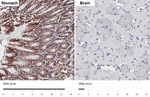 GPR30 Antibody in Immunohistochemistry (Paraffin) (IHC (P))