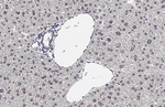 ESRRA Antibody in Immunohistochemistry (Paraffin) (IHC (P))