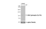 Phospho-VAV1 (Tyr174) Recombinant Rabbit Monoclonal Antibody (HL4315)