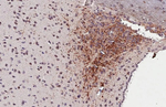 VIP Antibody in Immunohistochemistry (Paraffin) (IHC (P))