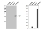 VIP Antibody in Western Blot (WB)