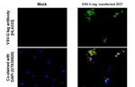 VSV-G Tag Antibody in Immunohistochemistry (Paraffin) (IHC (P))