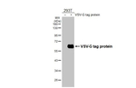 VSV-G Tag Antibody in Western Blot (WB)