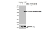 VPS4B Antibody in Western Blot (WB)