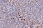 CD63 Antibody in Immunohistochemistry (Paraffin) (IHC (P))