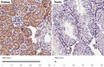 CD63 Antibody in Immunohistochemistry (Paraffin) (IHC (P))