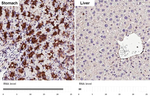 CD63 Recombinant Rabbit Monoclonal Antibody (HL4361)