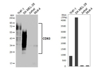 CD63 Antibody in Western Blot (WB)