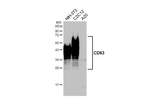 CD63 Antibody in Western Blot (WB)