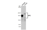 Protein APC Recombinant Rabbit Monoclonal Antibody (HL4363)