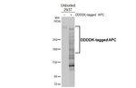 Protein APC Antibody in Western Blot (WB)