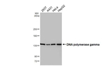 POLG Antibody in Western Blot (WB)