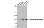 POLG Antibody in Western Blot (WB)