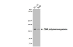 POLG Antibody in Western Blot (WB)
