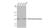 POLG Antibody in Western Blot (WB)