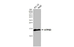ATP5D Antibody in Western Blot (WB)
