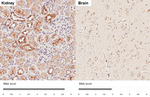 GALNT2 Antibody in Immunohistochemistry (Paraffin) (IHC (P))