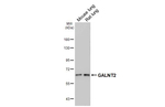 GALNT2 Antibody in Western Blot (WB)
