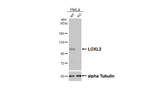LOXL2 Antibody in Western Blot (WB)