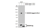 LOXL2 Antibody in Western Blot (WB)