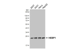 HEBP1 Recombinant Rabbit Monoclonal Antibody (HL4384)