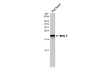 MYL7 Antibody in Western Blot (WB)