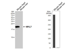 MYL7 Recombinant Rabbit Monoclonal Antibody (HL4385)