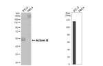 INHBB Antibody in Western Blot (WB)