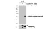 INHBB Antibody in Western Blot (WB)