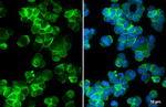 P2Y11 Recombinant Rabbit Monoclonal Antibody (HL4400)