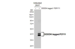 P2Y11 Antibody in Western Blot (WB)
