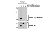 MRGX1 Antibody in Western Blot (WB)