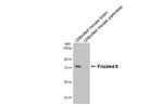FZD8 Antibody in Western Blot (WB)