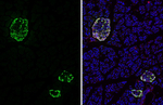 GLP-1 Antibody in Immunohistochemistry (Frozen) (IHC (F))