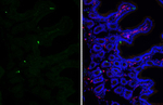 GLP-1 Antibody in Immunohistochemistry (Frozen) (IHC (F))