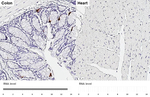 GLP-1 Antibody in Immunohistochemistry (Paraffin) (IHC (P))