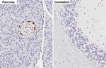 GLP-1 Antibody in Immunohistochemistry (Paraffin) (IHC (P))