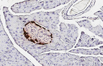 GLP-1 Antibody in Immunohistochemistry (Paraffin) (IHC (P))
