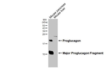 GLP-1 Antibody in Western Blot (WB)