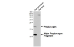 GLP-1 Antibody in Western Blot (WB)