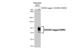 EMR2 Recombinant Rabbit Monoclonal Antibody (HL4418)