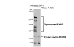EMR2 Antibody in Western Blot (WB)