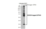 GPR45 Recombinant Human Monoclonal Antibody (HL4430)