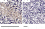 EDG8 Antibody in Immunohistochemistry (Paraffin) (IHC (P))