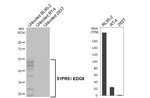 EDG8 Antibody in Western Blot (WB)