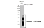 EDG8 Antibody in Western Blot (WB)