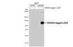 LGR5 Antibody in Western Blot (WB)